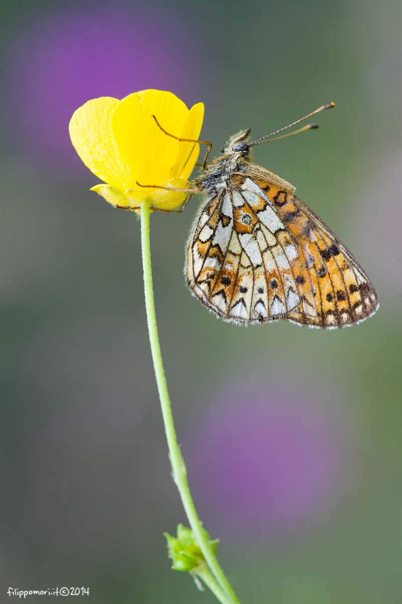 Melitaea...?